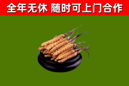 盐田区烟酒回收冬虫夏草.jpg